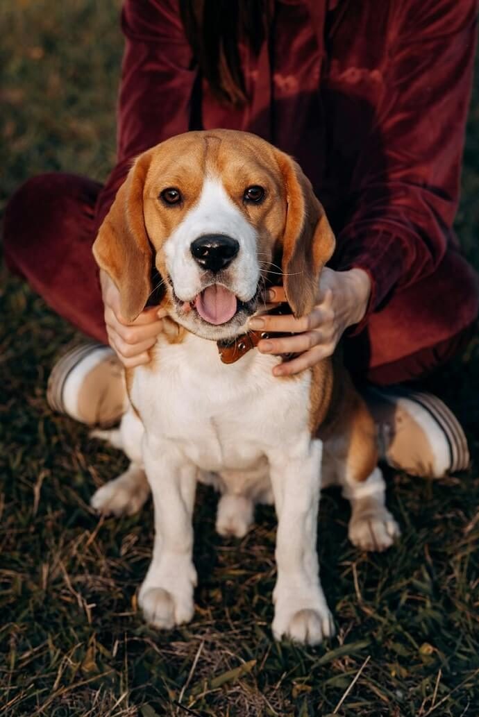 Beagle with tricolor markings looking up, a curious scent hound breed