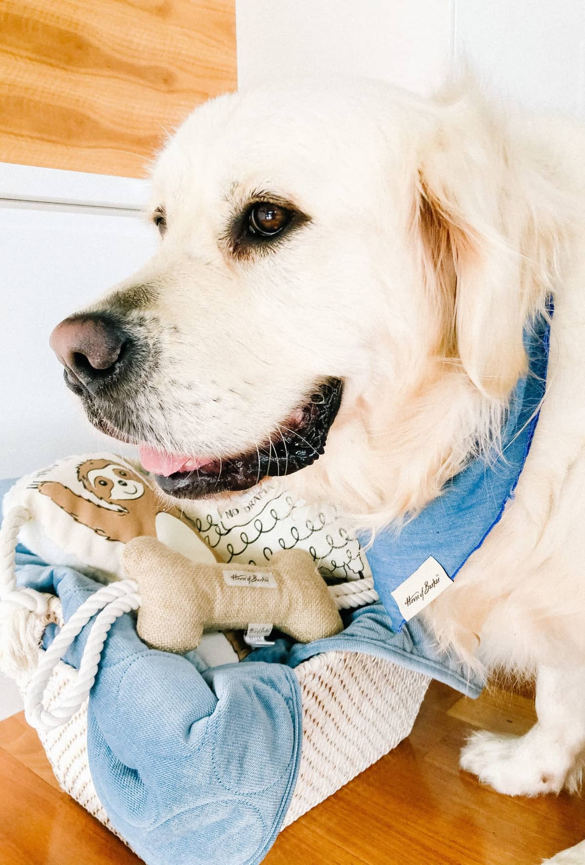 Our favorite picks from PetBarn's premiere new House of Barker & Denim Days collection - featuring luxe velvet dog beds, neutral dog toys, collars and more!