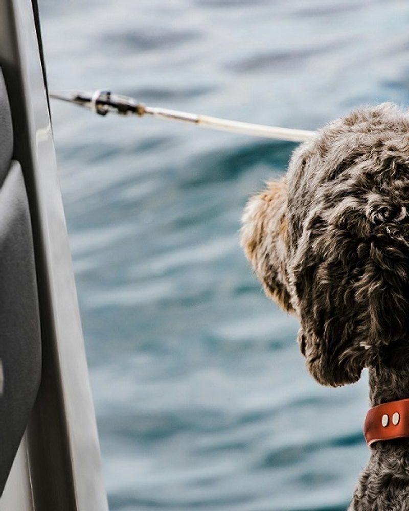Staying Connected When Traveling with Pets Abroad