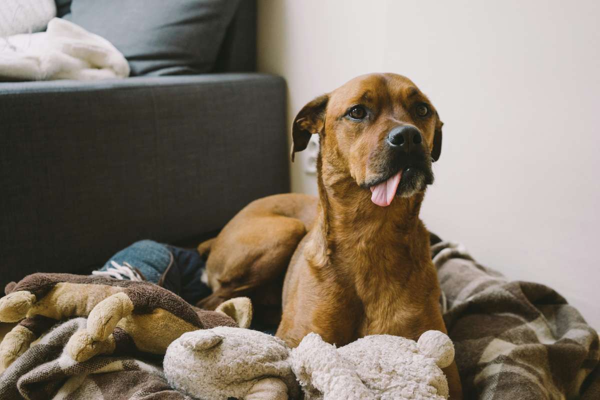 A brown dog lies on a cozy blanket surrounded by plush toys with its tongue sticking out.