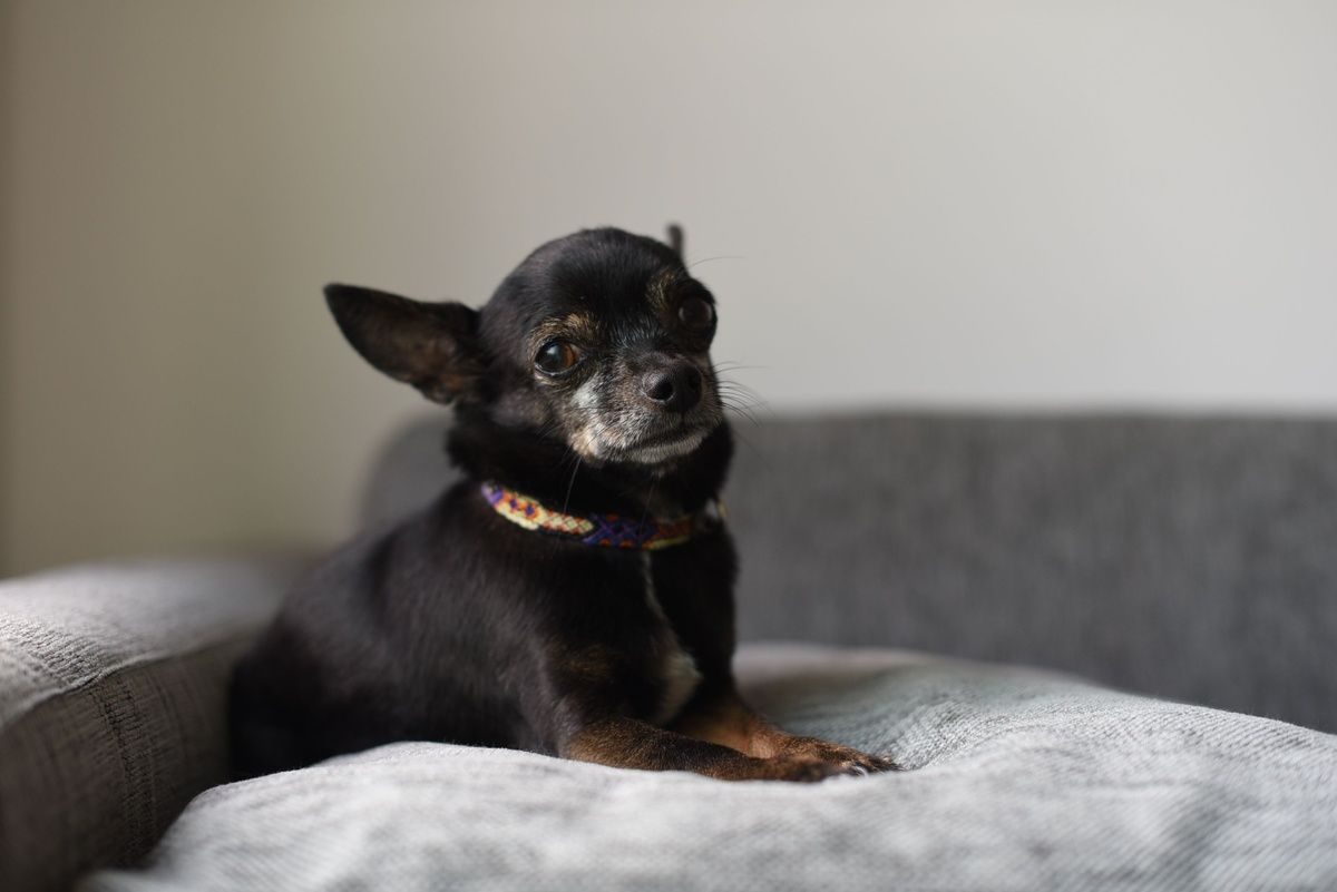 A small black and tan Chihuahua wearing a colorful collar rests on a grey couch.