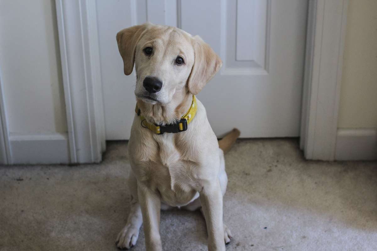 A young yellow Labrador wearing a yellow collar sits on the carpet in front of a white door.