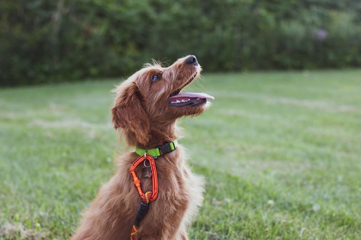 A happy scruffy brown dog sitting on a grassy lawn and looking up attentively.