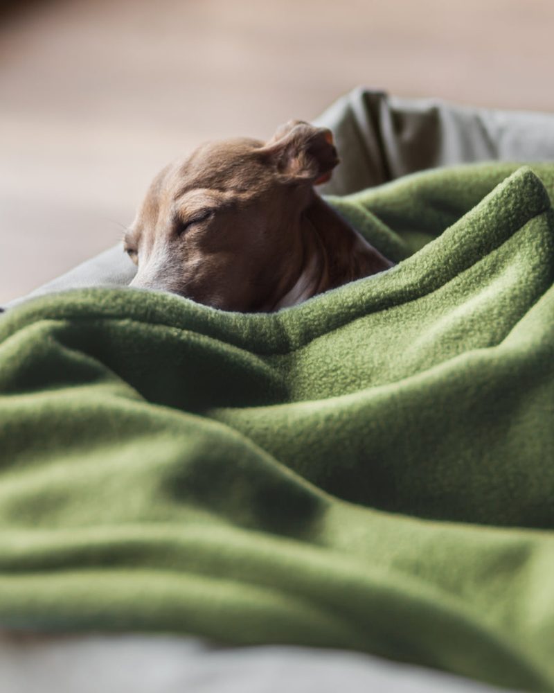 A small brown dog sleeping soundly tucked under a soft green blanket.