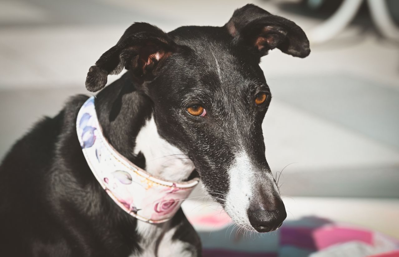 Close-up of a black and white greyhound wearing a floral collar.