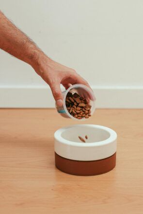 Best dog foods for dogs with allergies