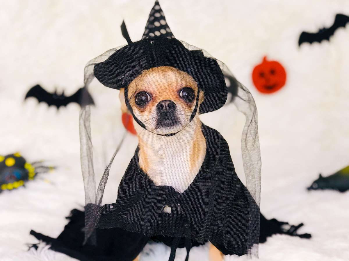 A small Chihuahua wearing a black witch costume and veil in front of Halloween decorations.