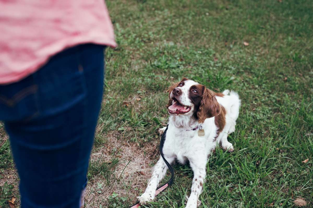 A brown and white spaniel lies on the grass, looking up eagerly at its owner.