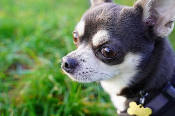 Black-and-white Chihuahua wearing a harness sits on grass, looking to the side.