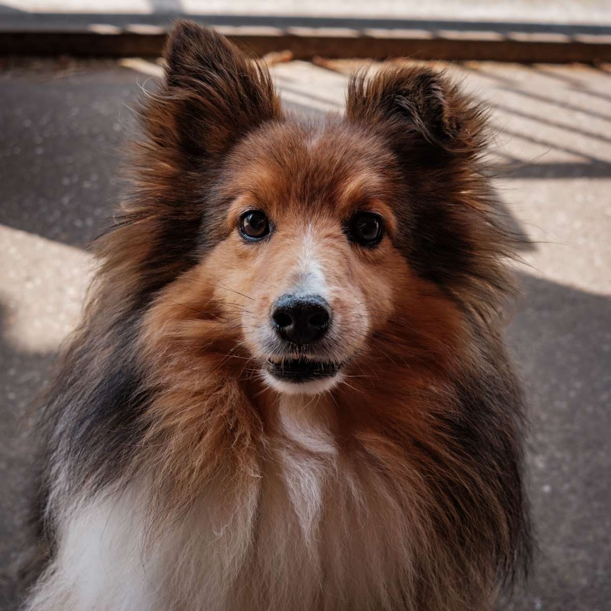 Close-up portrait of a fluffy sable and white Shetland Sheepdog looking at the camera.