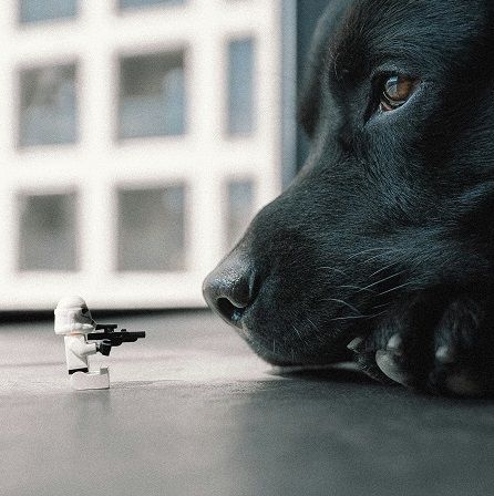 A black dog lies on the floor facing a LEGO Stormtrooper figurine aiming a blaster.