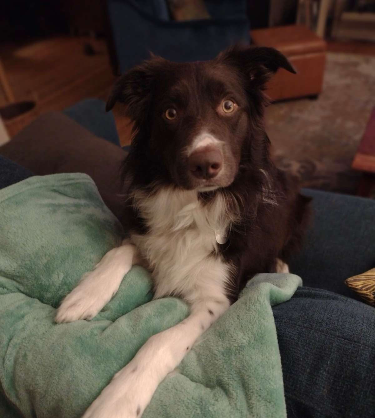 A brown and white Border Collie sits on a couch with its paws resting on a soft green blanket.