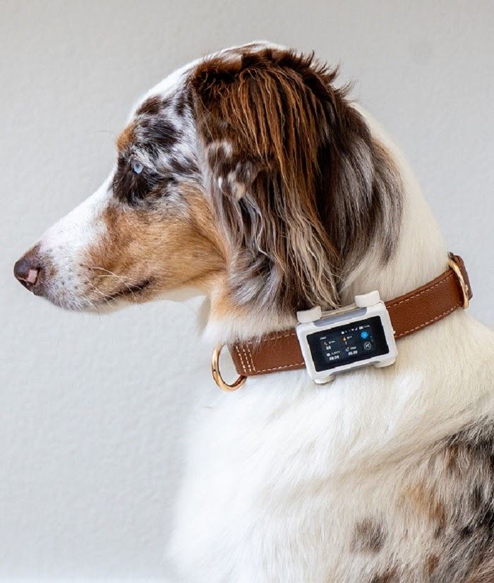 An Australian Shepherd wearing a digital GPS tracker on a brown leather collar.