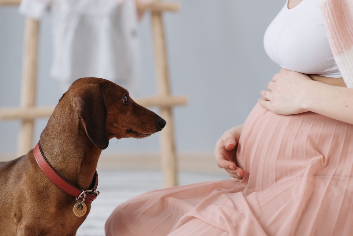 A brown dachshund looks up at a pregnant woman holding her baby bump.