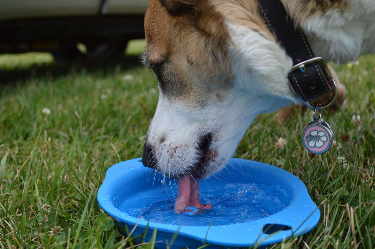 A brown and white dog drinks water from a blue bowl on green grass.