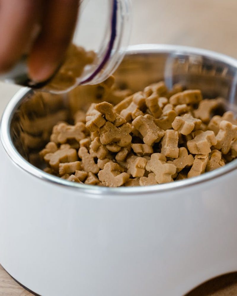 best dog treats