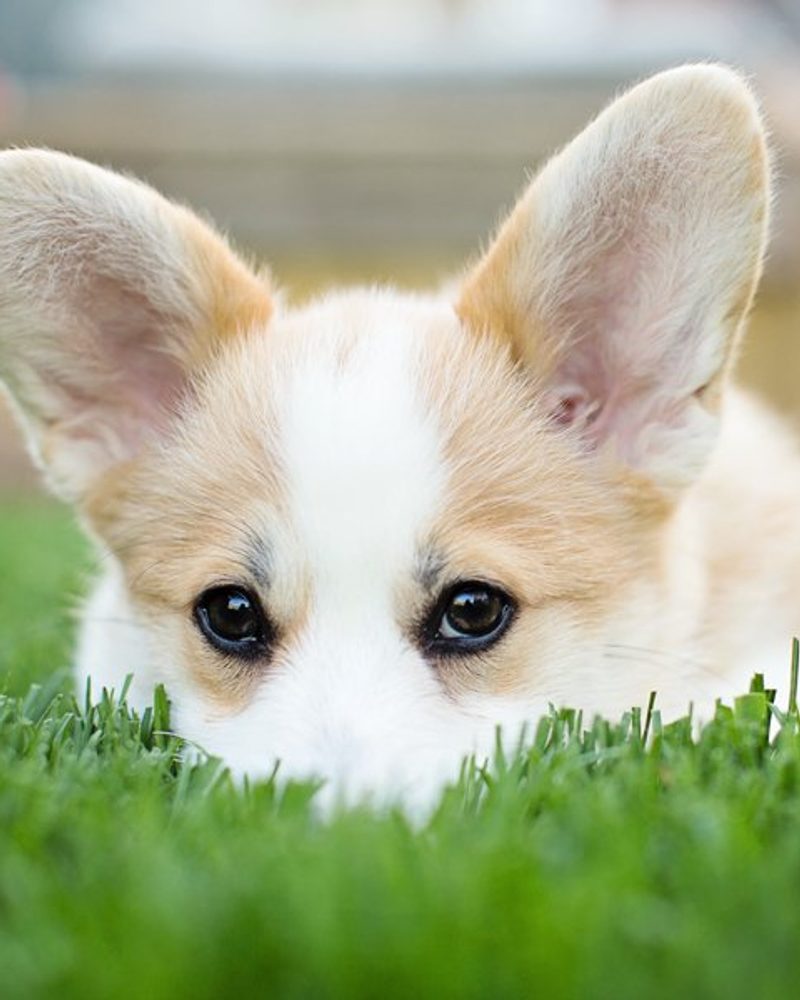 Paddington the Corgi Puppy by Posh Pets Photography