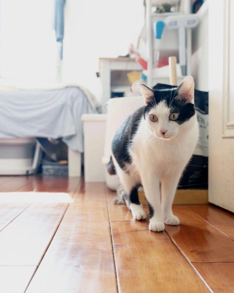 A black and white cat standing on a wooden floor in a bright indoor room.