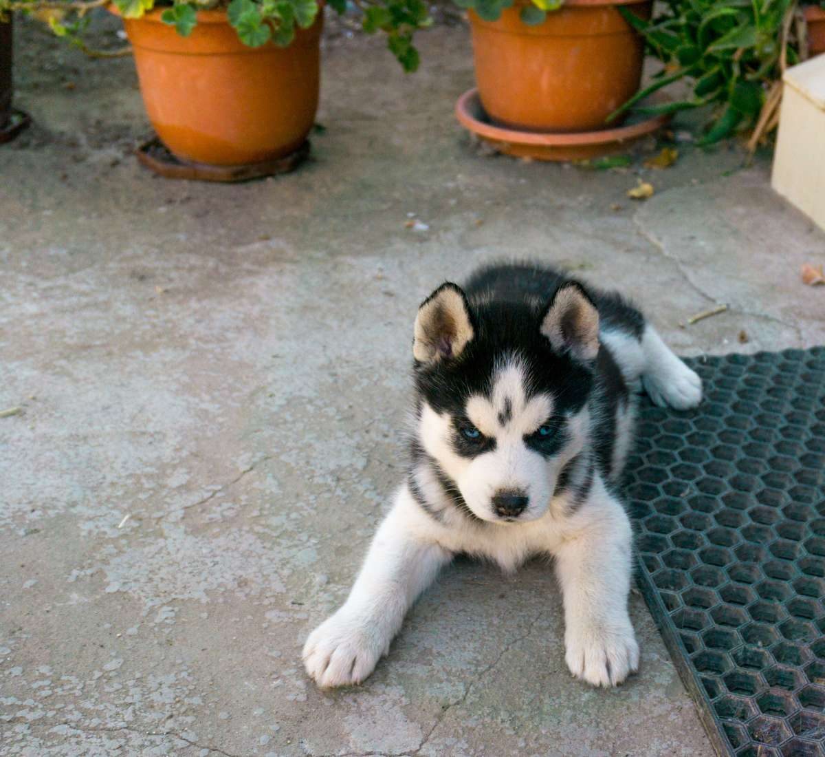 A black and white Husky puppy with bright blue eyes lies on a concrete patio outdoors.