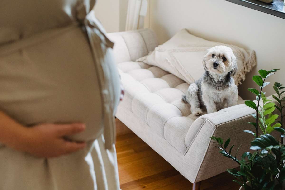 A small fluffy dog sits on a bench, looking up at a pregnant woman holding her bump.