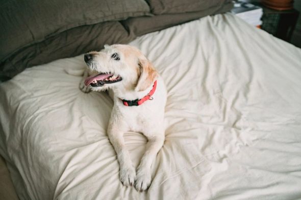 A white dog wearing a red collar lies on a rumpled bed.