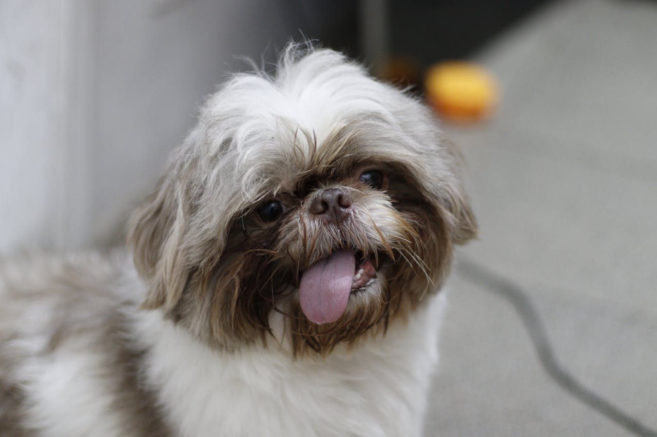 Shih Tzu sitting indoors, a calm companion breed for small homes