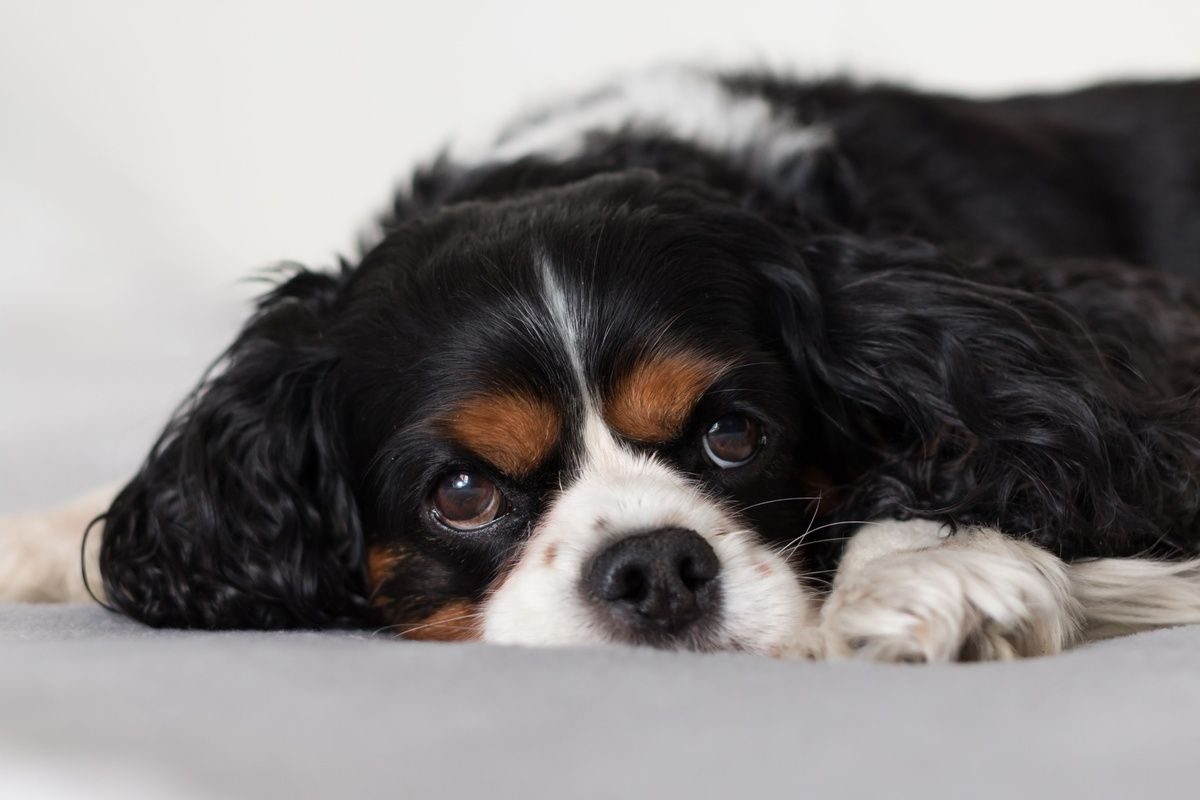A tri-color Cavalier King Charles Spaniel lies down with its head resting on a blanket.