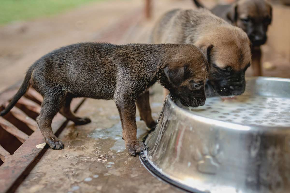 Two small puppies drinking water from a large metal bowl outdoors.