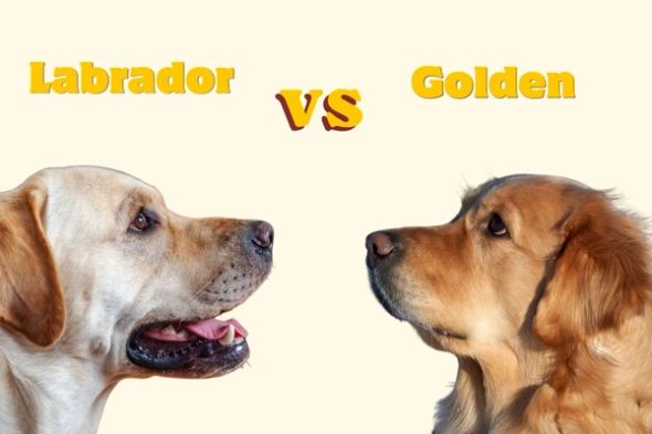 Labrador and Golden Retriever facing each other beneath “Labrador VS Golden” text.
