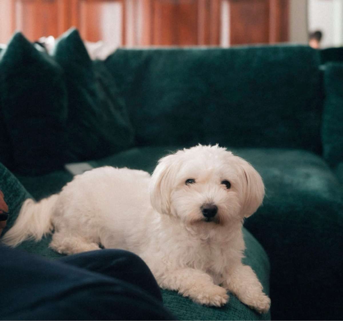 A small, fluffy white dog resting on a dark green sofa.