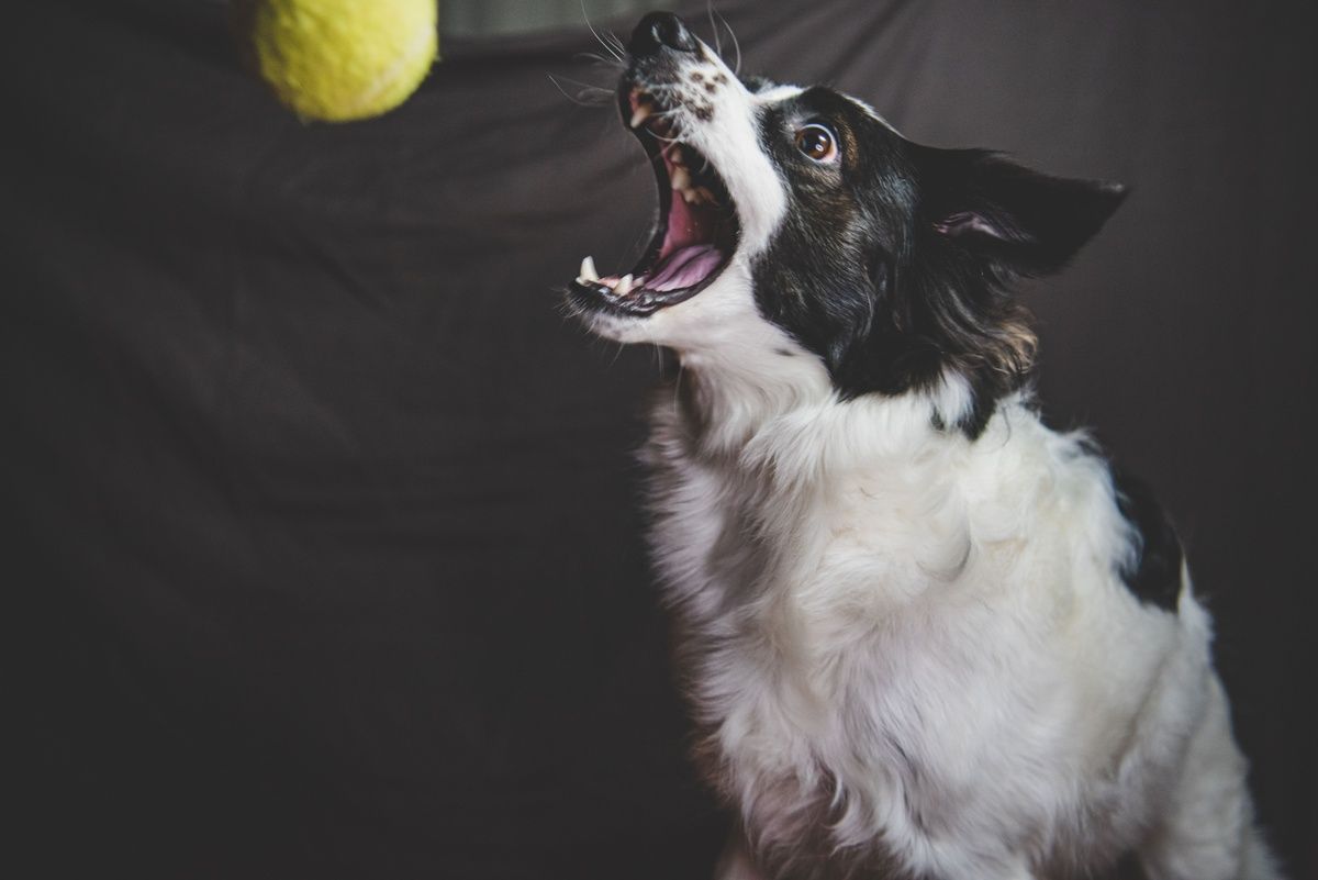 A black and white dog opens its mouth wide to catch a yellow tennis ball.