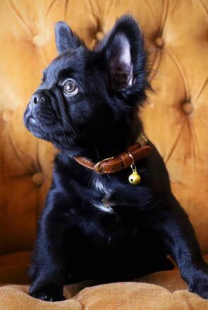 Fluffy Frenchie Breed Guide