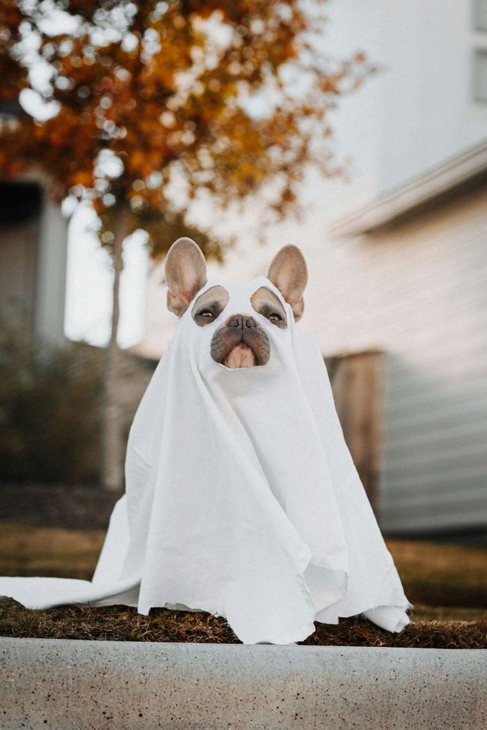 A French Bulldog dressed in a white sheet ghost costume outdoors.