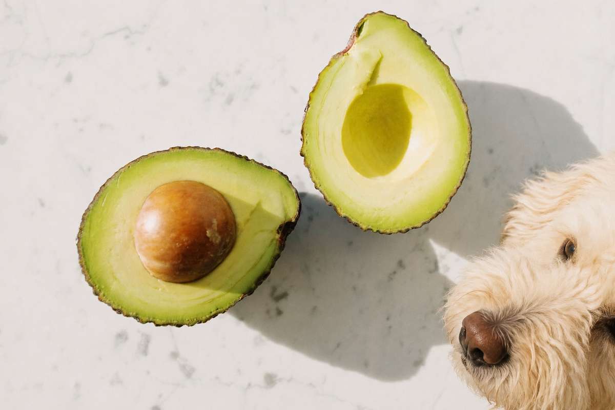 A fluffy dog peeking at two avocado halves on a white marble surface.