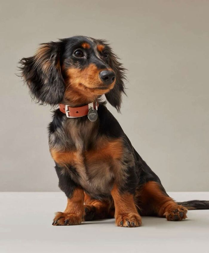 A long-haired black and tan dachshund wearing a brown leather collar sits against a beige backdrop.