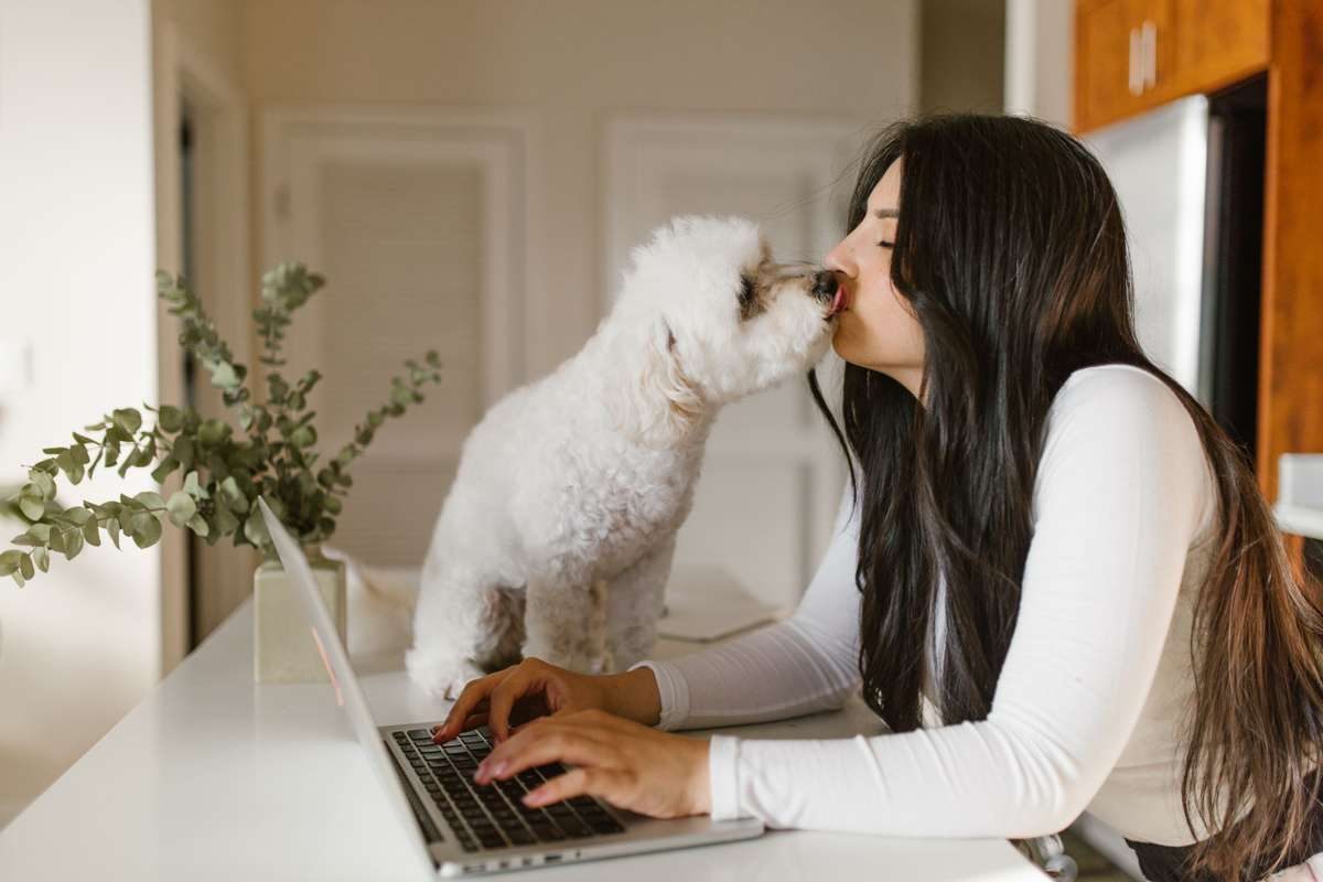 A small fluffy white dog licks a woman's face while she works on a laptop.