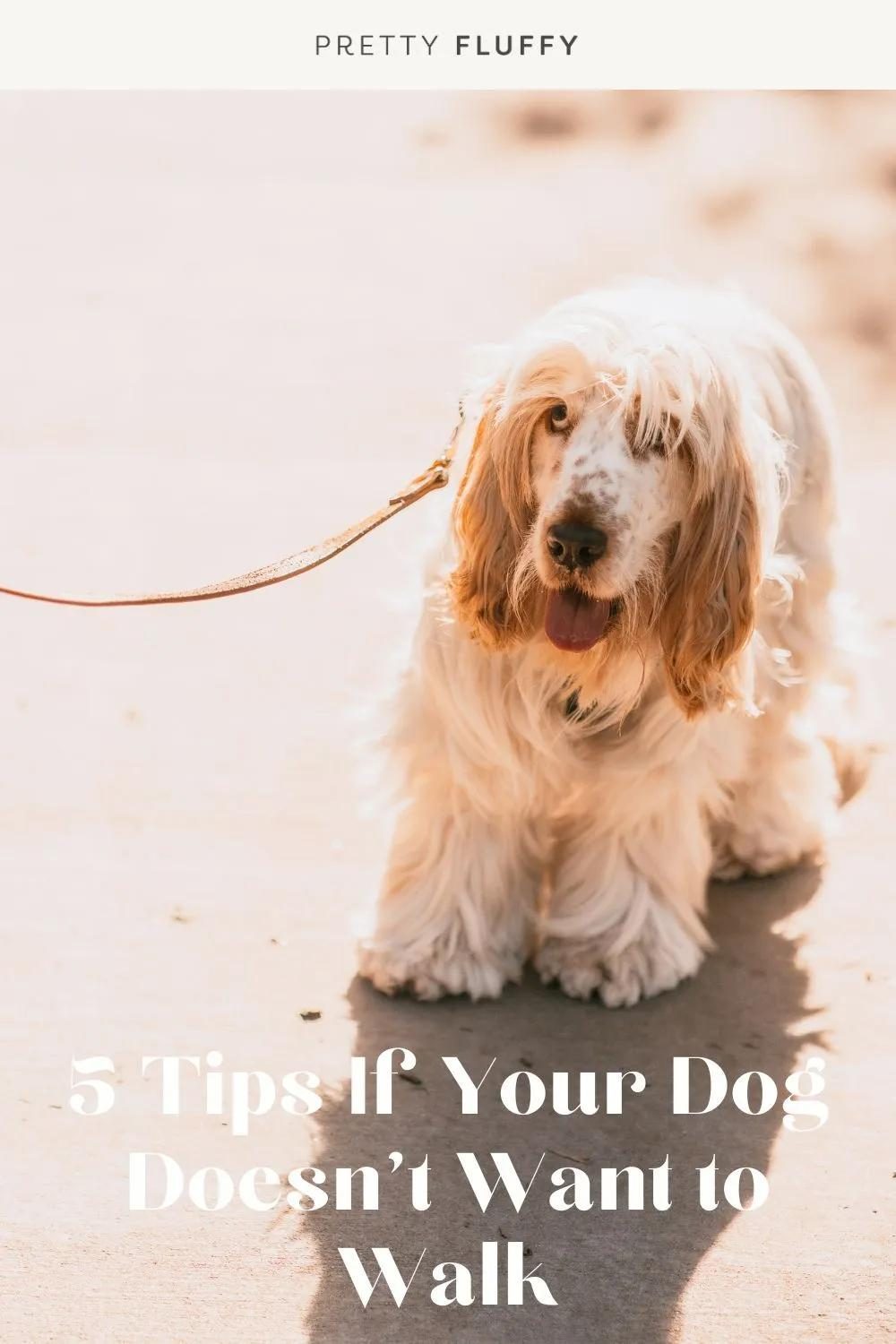 A fluffy cocker spaniel on a leash standing on a sunny sidewalk.