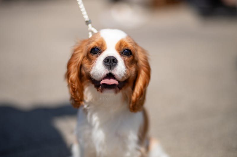Cavalier King Charles Spaniel, a gentle breed suited to first-time dog owners