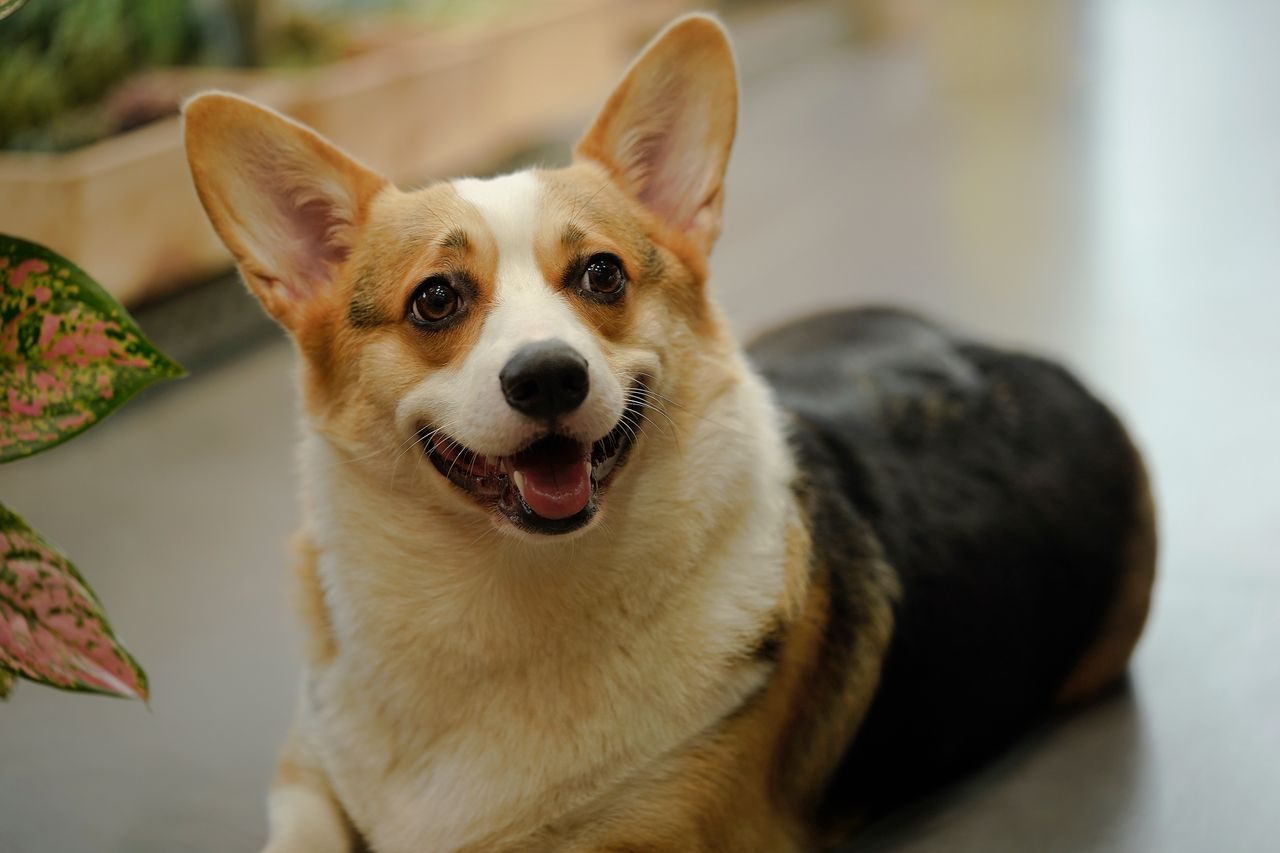 A happy tricolor Welsh Corgi lying on the floor indoors.
