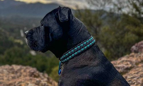 Wag & Wonder