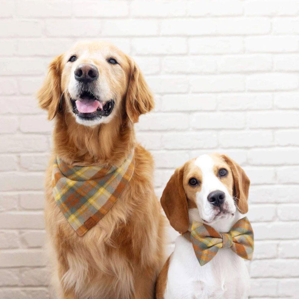 Golden Retriever and Beagle wearing matching autumn plaid dog bandana and bow tie collar accessories.