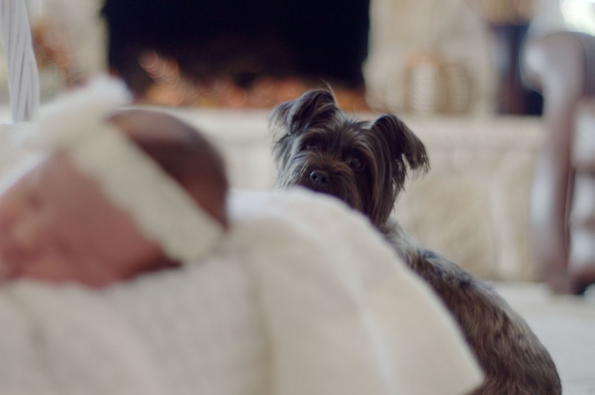 A small, scruffy dark dog peeks over a white blanket at a sleeping newborn baby.