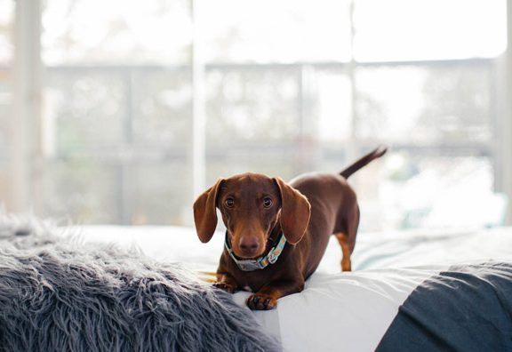 A brown dachshund stretches on a bed beside a fluffy grey blanket.