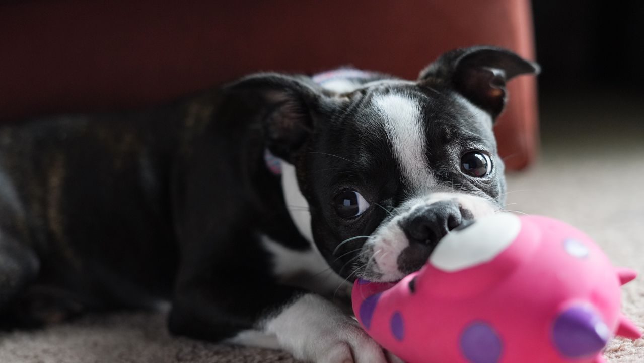 Boston Terrier