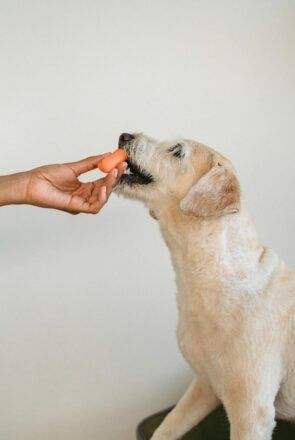 Can Dogs Have Carrots?