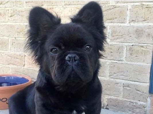 Fluffy Frenchie puppy sitting on a blanket with visible longer coat on the legs and tail