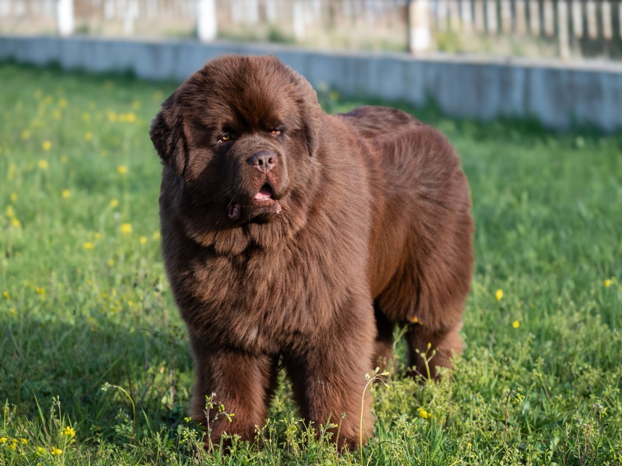 A fluffy chocolate brown Newfoundland dog standing in a grassy field.