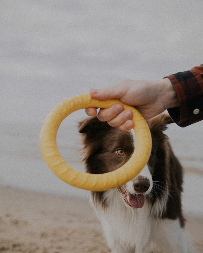 Dog Toys Shopping Guide: How to Choose the Right Toys