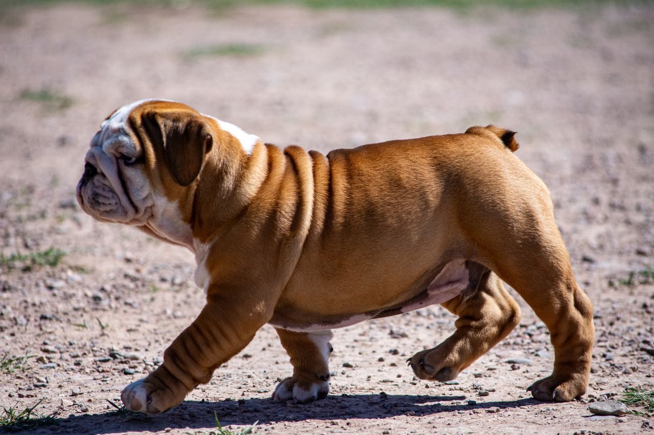 A brown and white English bulldog puppy walks across a dirt ground.
