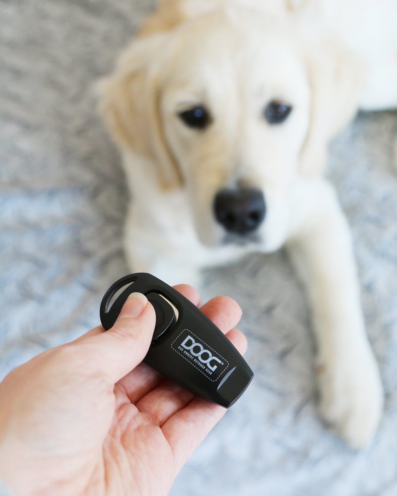 Beginner tips for clicker training for dogs. What you need, basic commands, and the DOs and DON'Ts of clicker training. For dogs all ages, sizes and breeds.